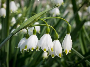 Snowdrops